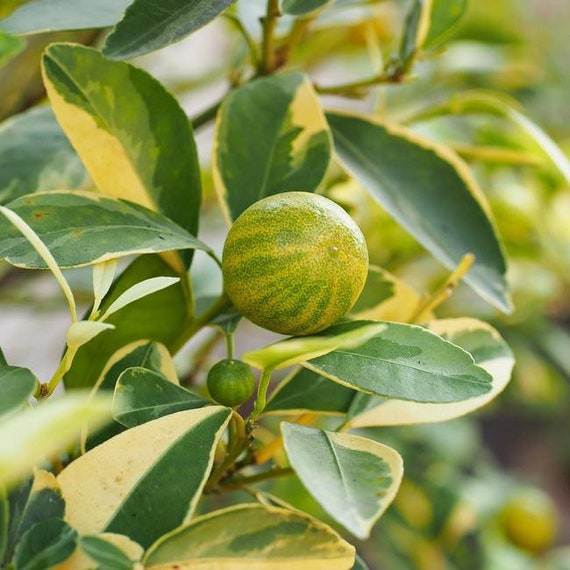 VARIEGATED PINK EUREKA Lemon Grafted Tree. Chanh Đào Cẩm Thạch