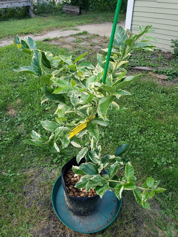 VARIEGATED PINK EUREKA Lemon Grafted Tree. Chanh Đào Cẩm Thạch