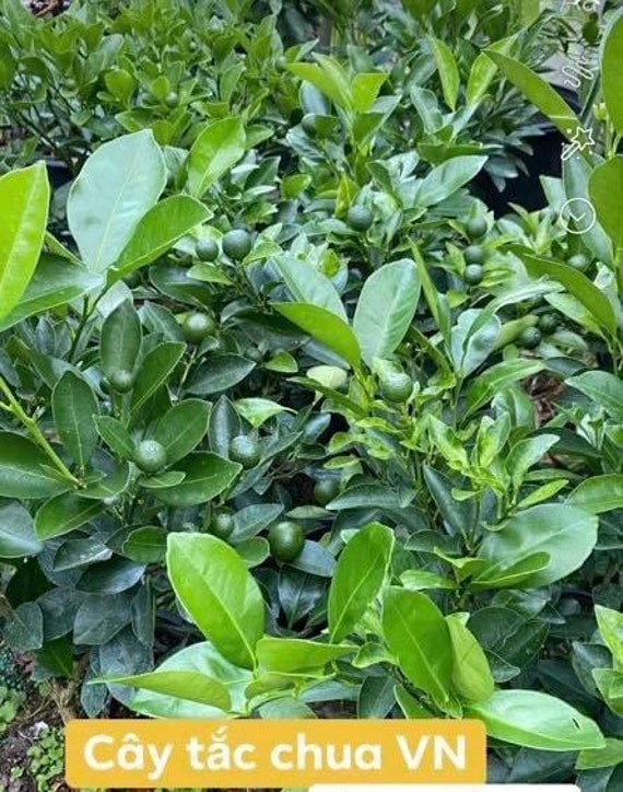 CALAMONDIN/Calamansi/ Sour Philippines Calamansi Live Plant/ Cây Tắc Chua trái tròn