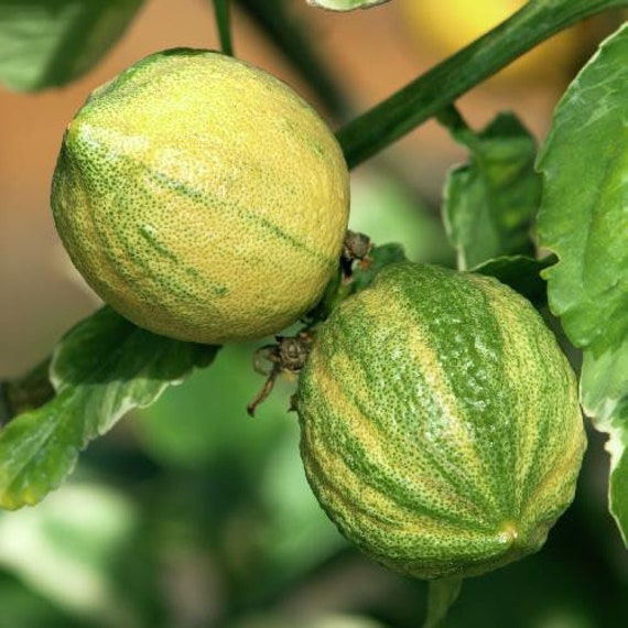 VARIEGATED PINK EUREKA Lemon Grafted Tree. Chanh Đào Cẩm Thạch