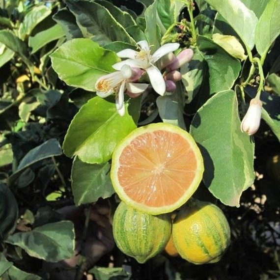 VARIEGATED PINK EUREKA Lemon Grafted Tree. Chanh Đào Cẩm Thạch