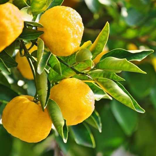 YUZU DWARF JAPANESE Lemon
