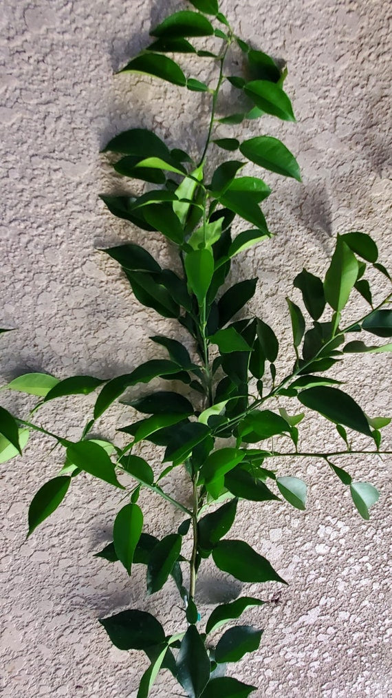 YUZU DWARF JAPANESE Lemon