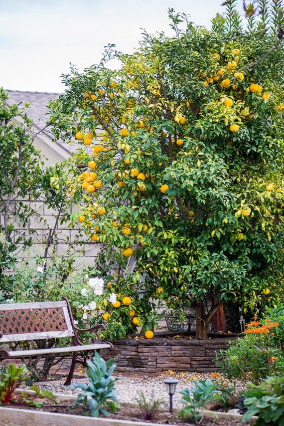 YUZU DWARF JAPANESE Lemon