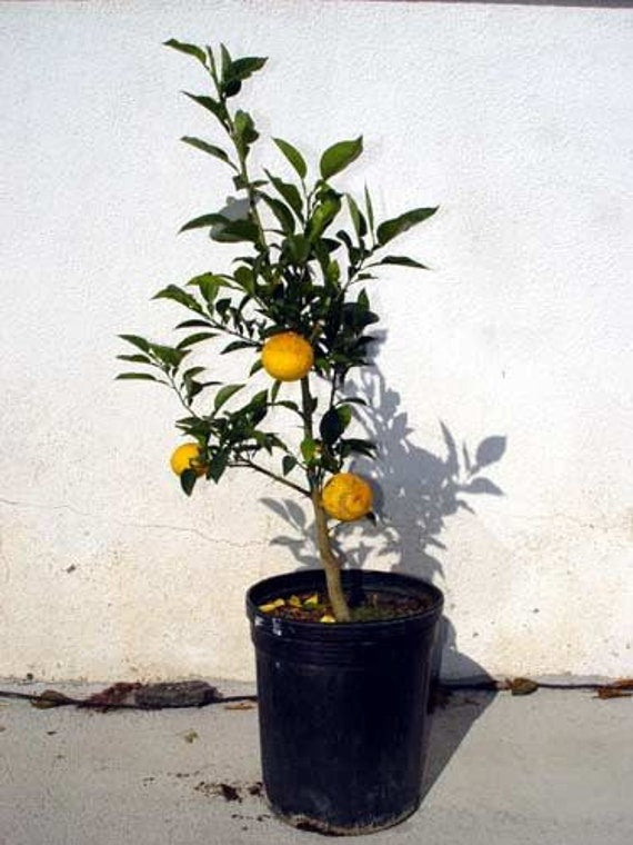 YUZU DWARF JAPANESE Lemon