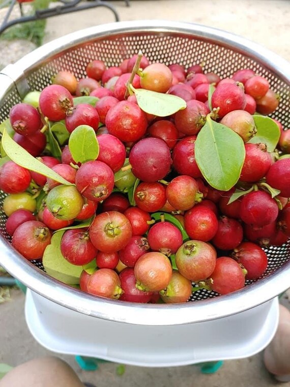 JAMAICAN CHERRY Strawberry Tree/ Muntingia Calabura/ Cây Trứng Cá