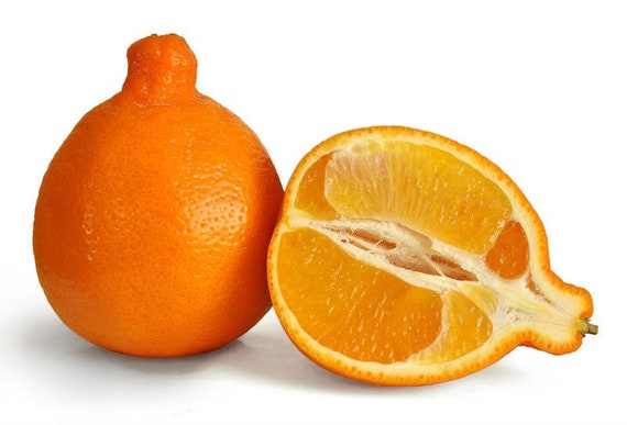 SUMO/ DEKOPON/ SHIRANUI Japanese Sweet Seedless Mandarin