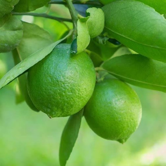 PERSIAN LIME SEEDLESS Tree/ Bearss Lime/ Tahaiti Lime/ Chanh Giấy Ko Hạt