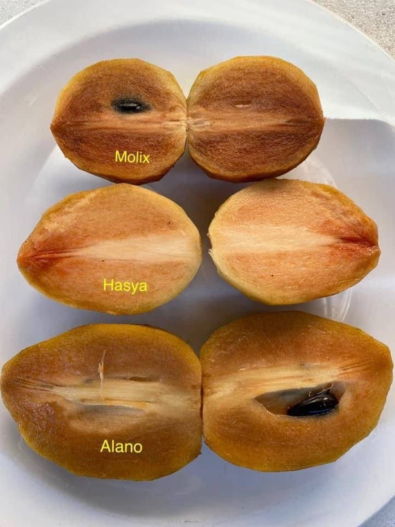 Big 15Gal ALANO SAPODILLA (Manilkara zapota)