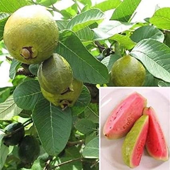 RUBY SUPREME GUAVA Tree (Psidium Guava)