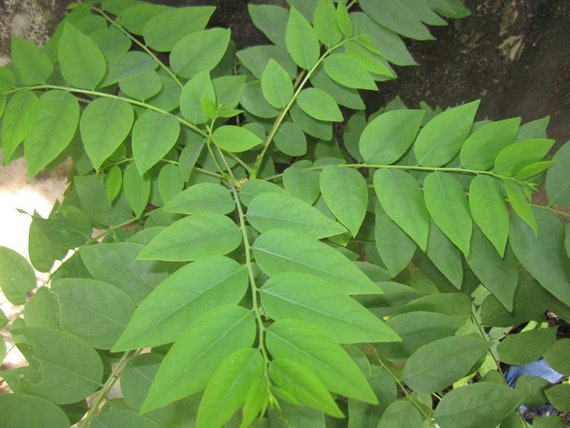 STAR GOOSEBERRY/ GROSELLA/ Sour Gooseberry. Cây Chùm Ruột