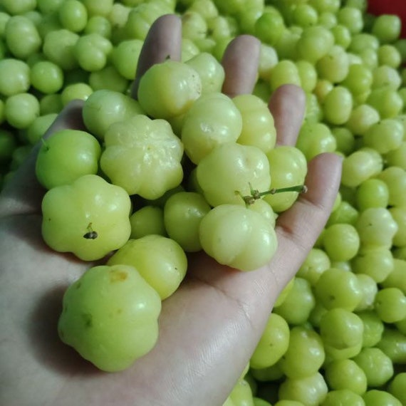 STAR GOOSEBERRY/ GROSELLA/ Sour Gooseberry. Cây Chùm Ruột