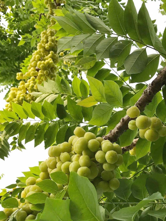 STAR GOOSEBERRY/ GROSELLA/ Sour Gooseberry. Cây Chùm Ruột