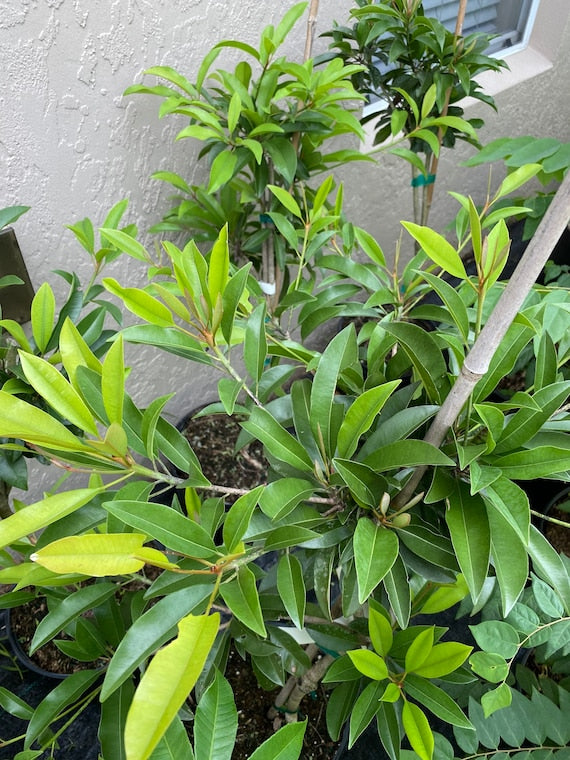 TIKAL SAPODILLA Tree (Manilkara zapota)