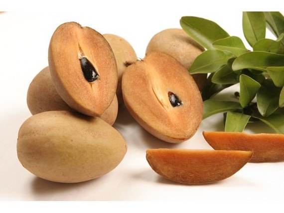 SILASWOOD SAPODILLA (Manilkara zapota)