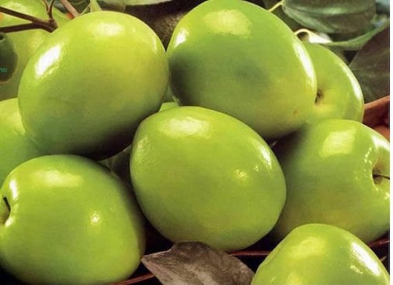 THAI JUJUBE/Thai Giant/Indian Thornless Jujube/Apple Jujube/Taiwan Giant Jujube