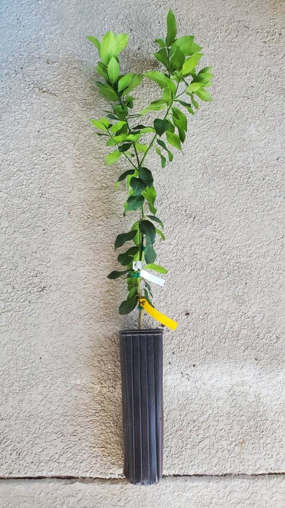 EUREKA LEMON DWARF Tree/ Citrus Limon Eureka