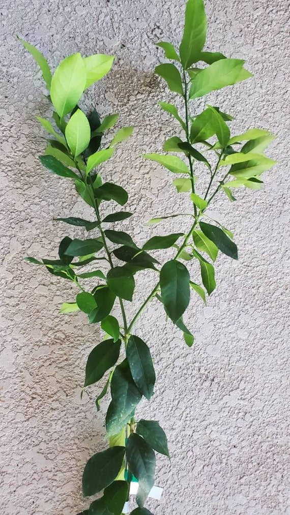 EUREKA LEMON DWARF Tree/ Citrus Limon Eureka