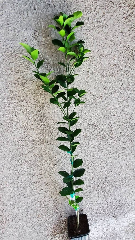 KEY LIME THORNLESS Dwarf Tree/ Mexican Lime Plant