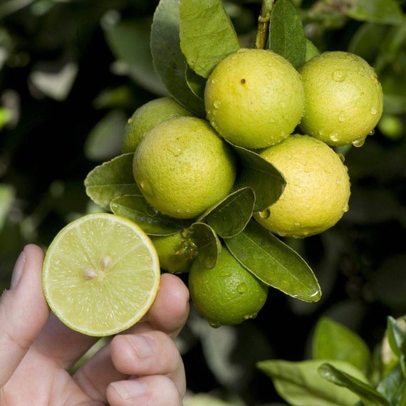 KEY LIME THORNLESS Dwarf Tree/ Mexican Lime Plant