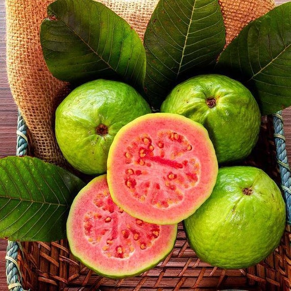 RUBY SUPREME GUAVA Tree (Psidium Guava)