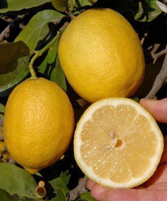 EUREKA LEMON DWARF Tree/ Citrus Limon Eureka