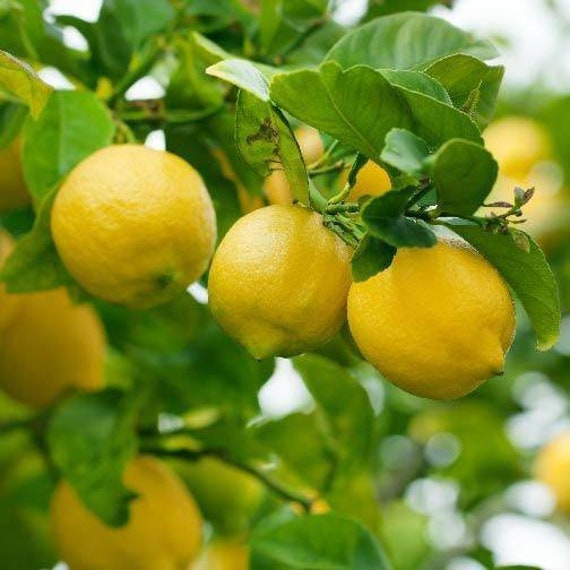 EUREKA LEMON DWARF Tree/ Citrus Limon Eureka