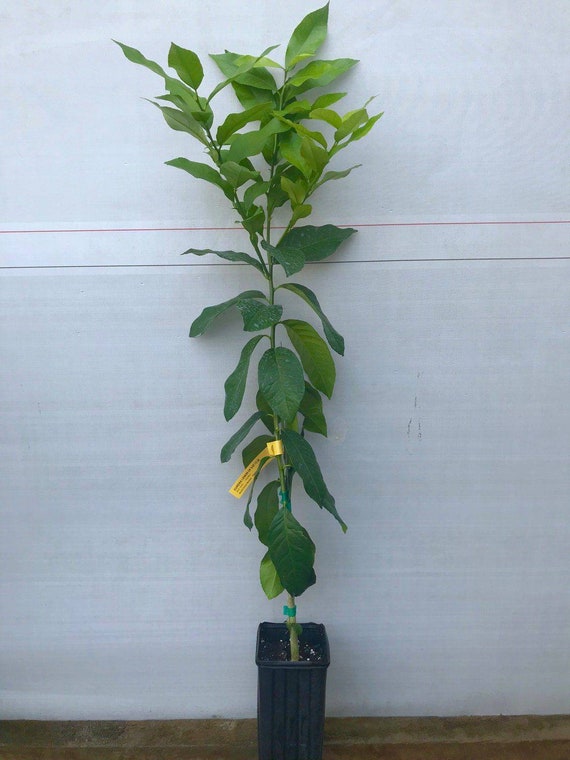 EUREKA LEMON DWARF Tree/ Citrus Limon Eureka