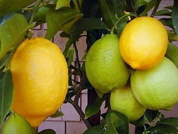 EUREKA LEMON DWARF Tree/ Citrus Limon Eureka