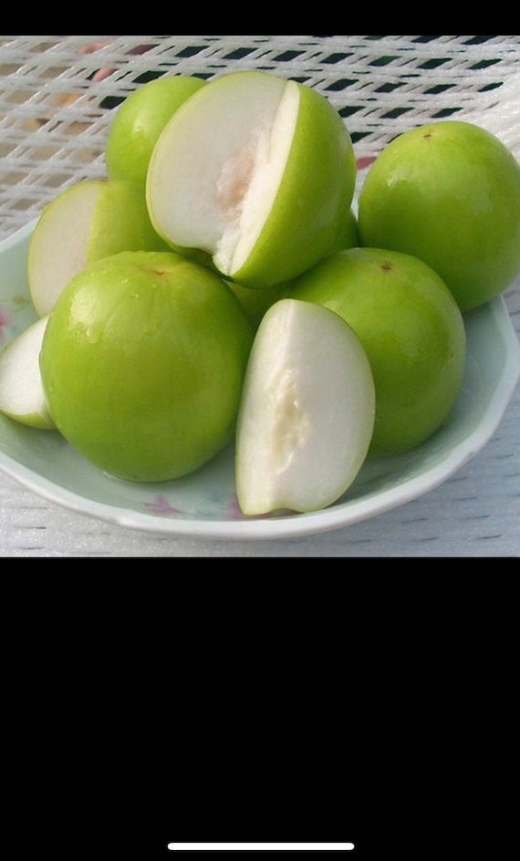 THAI JUJUBE/Thai Giant/Indian Thornless Jujube/Apple Jujube/Taiwan Giant Jujube