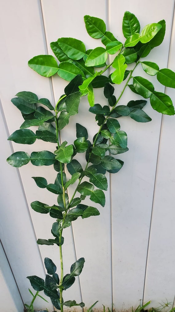 KAFFIR LIME TREE Approx. Citrus Hystrix/ Makrut/ Thai Lime