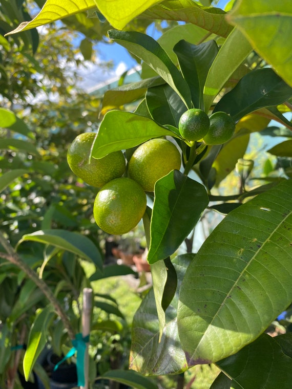 Big 10Gal MEIWA SWEET Kumquat. Cây Tắc Ngọt Trái Tròn