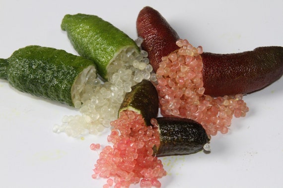 AUSTRALIAN FINGER LIME. Caviar Citrus/ Giant Finger Lime/ Chanh ngon tay