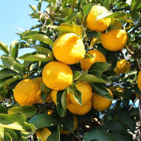 YUZU DWARF JAPANESE Lemon