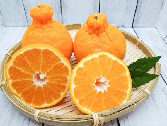 SUMO/ DEKOPON/ SHIRANUI Japanese Sweet Seedless Mandarin