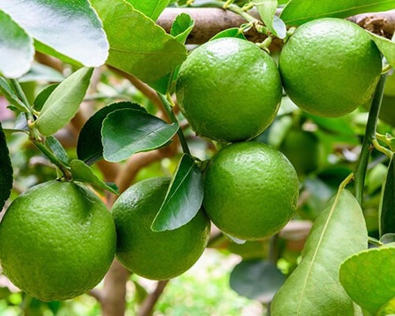 PERSIAN LIME SEEDLESS Tree/ Bearss Lime/ Tahaiti Lime/ Chanh Giấy Ko Hạt