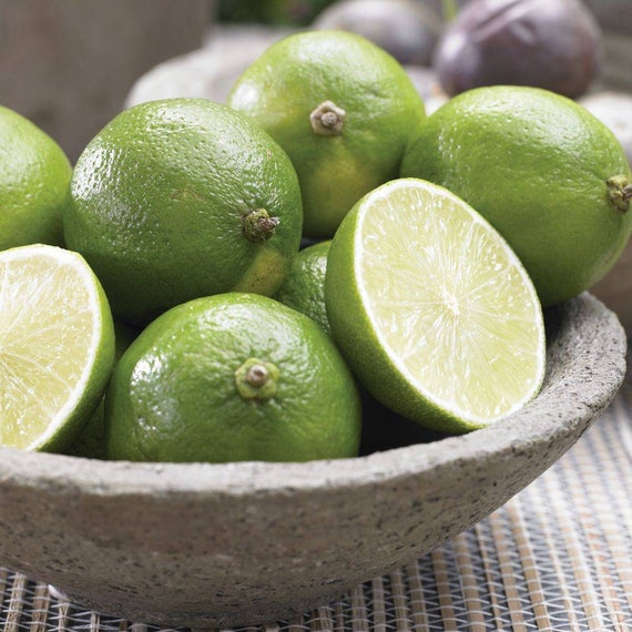 PERSIAN LIME SEEDLESS Tree/ Bearss Lime/ Tahaiti Lime/ Chanh Giấy Ko Hạt