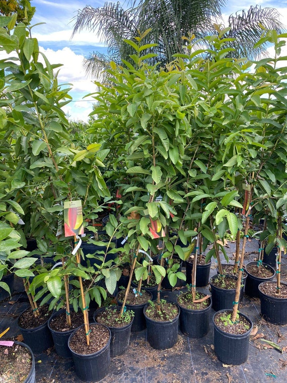 RUBY SUPREME GUAVA Tree (Psidium Guava)