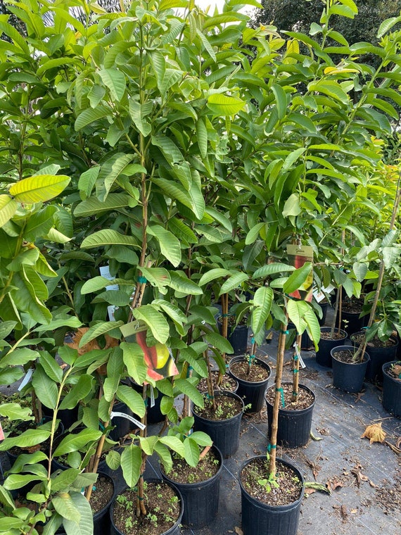 RUBY SUPREME GUAVA Tree (Psidium Guava)