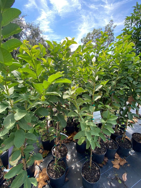 THAI WHITE GUAVA Tree