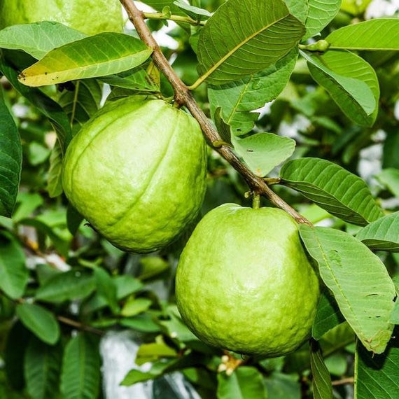 RUBY SUPREME GUAVA Tree (Psidium Guava)