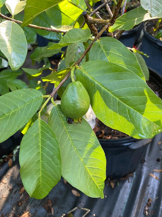 THAI WHITE GUAVA Tree