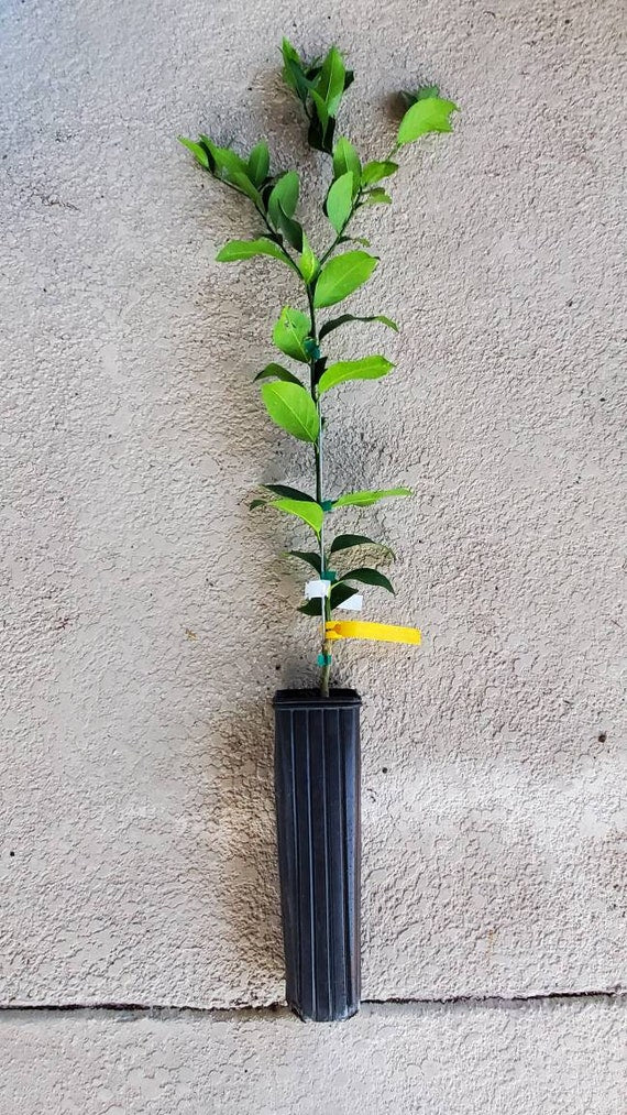 Dwarf SANBOKAN LEMON Tree