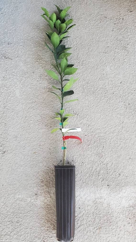 CARA CARA ORANGE/ Red Navel Orange Grafted Dwarf Citrus Tree