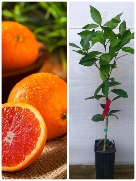 CARA CARA ORANGE/ Red Navel Orange Grafted Dwarf Citrus Tree