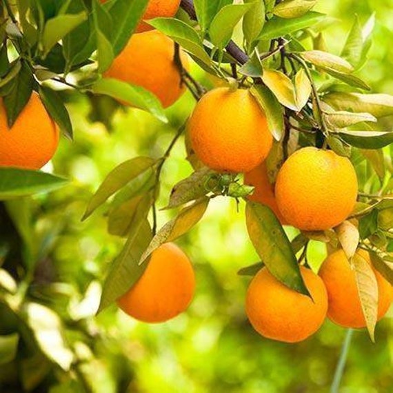 CARA CARA ORANGE/ Red Navel Orange Grafted Dwarf Citrus Tree