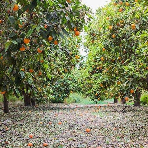 CARA CARA ORANGE/ Red Navel Orange Grafted Dwarf Citrus Tree