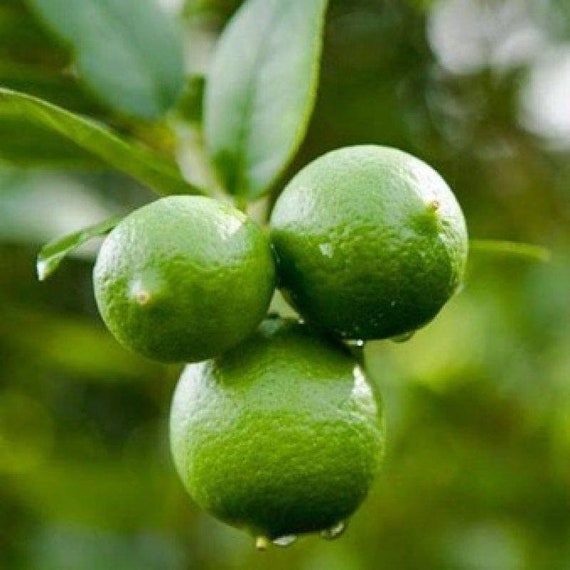 KEY LIME THORNLESS Dwarf Tree/ Mexican Lime Plant