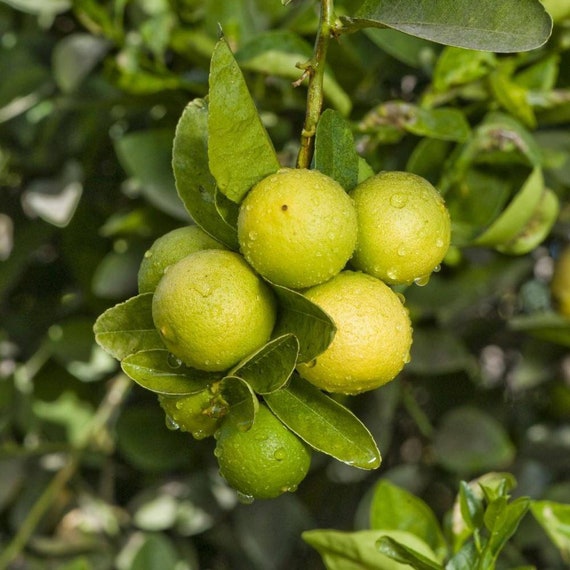 KEY LIME THORNLESS Dwarf Tree/ Mexican Lime Plant