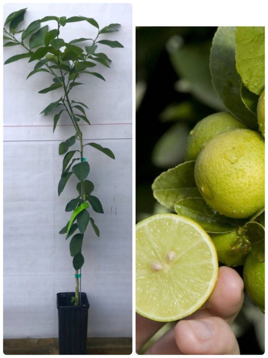 KEY LIME THORNLESS Dwarf Tree/ Mexican Lime Plant